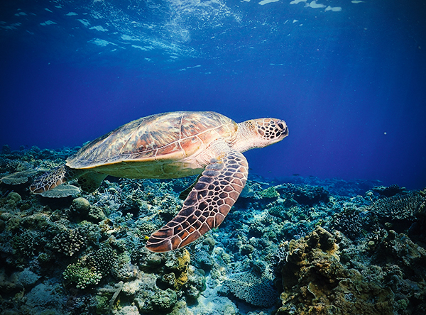 Life Below Water
